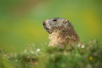 Portrait of an Alpine Marmot (Marmota marmota) in Italian Alps