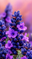   A close-up shot featuring vibrant purple flowers in sharp focus, while the background is slightly blurred with more purple blooms