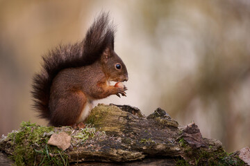 The European red squirrel (Sciurus vulgaris) is a rodent of the Sciuridae family widespread in Europe, but also in Asia.