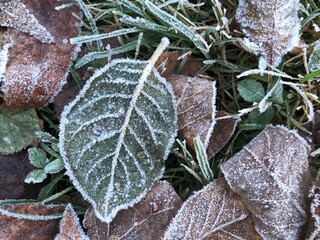 Autumn brown leaves. First frosts and frost on the leaves