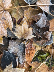 Autumn brown leaves. First frosts and frost on the leaves