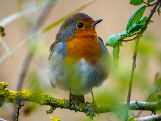 Robin perched on a branch