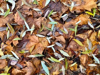 autumn leaves background