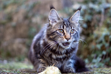 artgerechte Katzenernährung