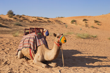 Harnessed riding camels resting in the Dubai desert.