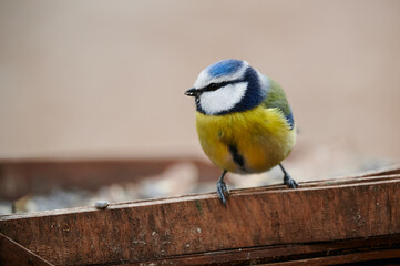 Blue Tit (Cyanistes caeruleus) perched on a feeder in a natural setting