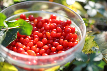 Red goji berries in a glass bowl