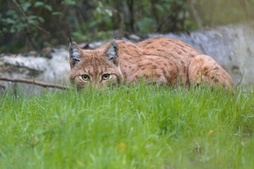 Un lynx boréal à l'affût le regard bas