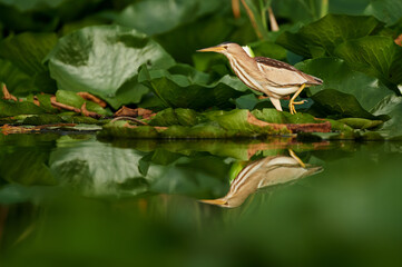 Female Little Bittern (Ixobrychus minutus) reflected on water amidst green foliage