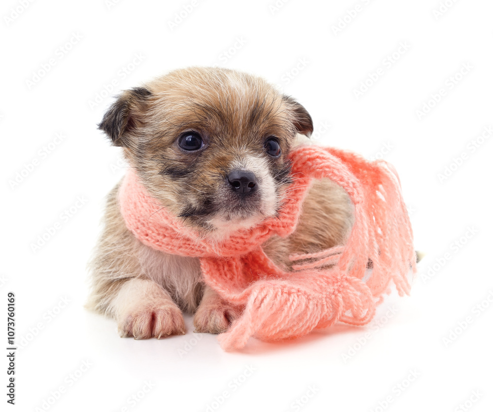 Wall mural Brown puppy in a pink scarf.