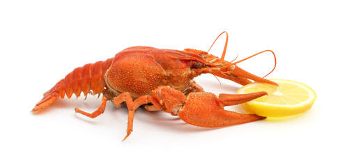 One boiled crayfish with lemon.