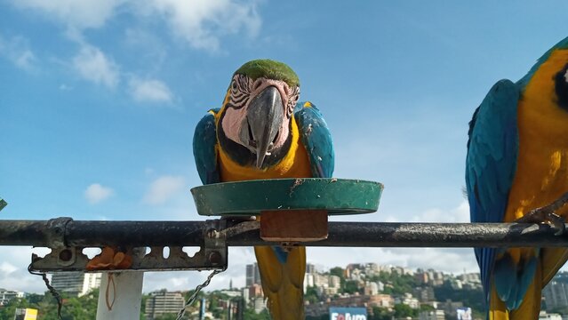 Aves guacamayas en la ciudad