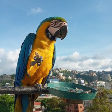 Aves guacamayas en la ciudad