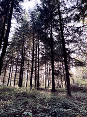 Naklejka premium Forêt 