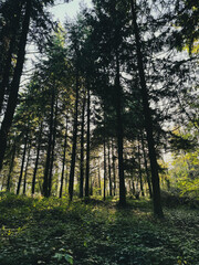 Fototapeta premium forest in autumn