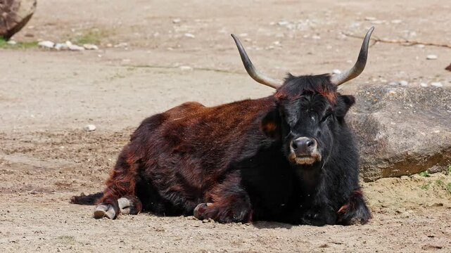 Heck cattle, Bos primigenius taurus, claimed to resemble the extinct aurochs. Domestic highland cattle