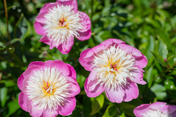 Obraz premium Chinese peony (paeonia lactiflora) flowers in bloom