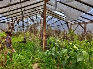 a greenhouse destroyed by bad weather and time with the remains of late flowering tomato plants a...