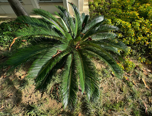 Close-up of Cycas Revoluta plant with green fresh leaves. Sotetsu, king sago, sago palm or cycad,...