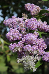 lilac flowers