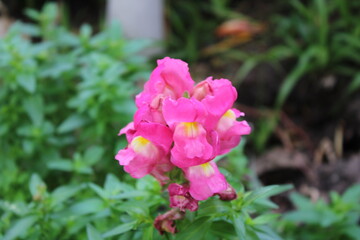 Pink flowers in the garden