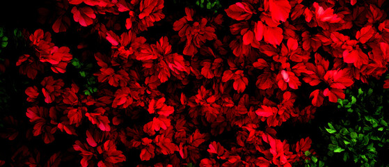 Vibrant red leaves with a dark green backdrop, creating a striking contrast. An enchanting display of nature's beauty, perfect for illustrating passion and vitality.