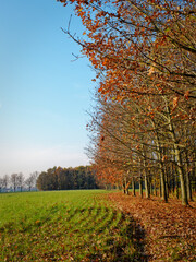 Green field by trees in Autumn