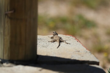 Lizard bathing in the sun