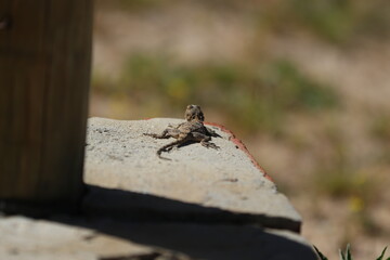 Lizard in the sun