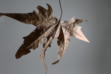 Dried plane tree leaves due to autumn