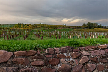 Sunset over the vineyards of Equisheim and new vines in sleeves to protect them
