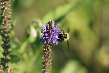 A bumble bee on purple sage flowers