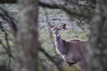 Deer hiding behind some trees