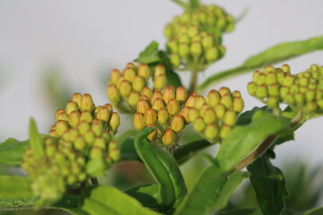 Closeup of butterfly milkweed preparing to bloom