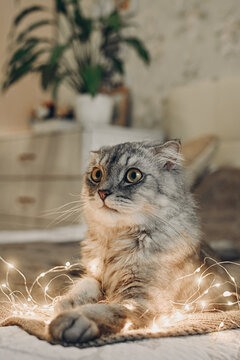 A cat and a Christmas garland. The dangers of Christmas tree decorations for pets. Veterinary advice on pet care.