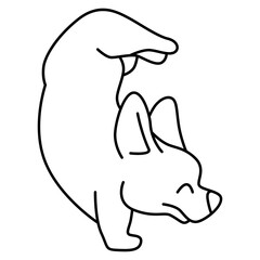 Corgi puppy yoga pose