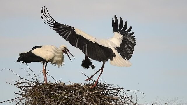 White stork (ciconia ciconia) in flight arriving at the nest with branches in slow motion. Bas rhin, Alsace, France