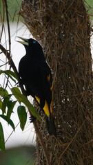 yellow-rumped cacique (Cacicus cela) 
