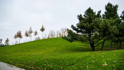 trees and bushes on the hill, created, trimmed, formed, yellow-red, leaves, colors, cloudy, autumn, modern, landscape,