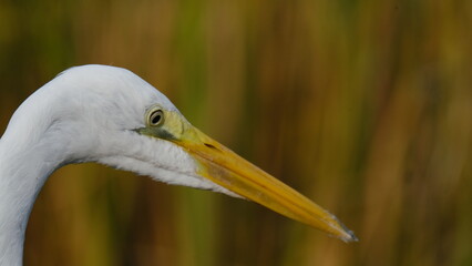 great white egret