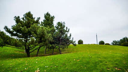 trees and bushes on the hill, created, trimmed, formed, yellow-red, leaves, colors, cloudy, autumn, modern, landscape,