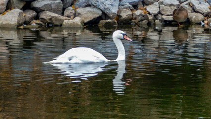 big white swan, beautiful, floating, stone shores, river, lake, reflected in water, trees, yellow-red, leaves, colors, cloudy, autumn, 