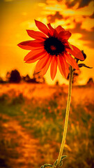 Sunflower in golden hour sun backlit in grasslands of north dakota