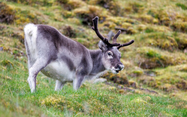 Young reindeer, Rangifer tarandus, grazing on the tundra of Spitsbergen, Svalbard, a Norwegian archipelago between mainland Norway and the North Pole