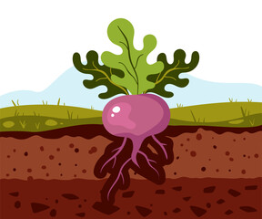 Beet grow in ground soil concept. Vector graphic design illustration element