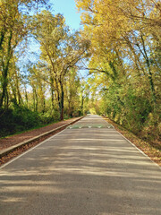 Lonely asphalt road in leafy wooded area. Bank forest. Parks and gardens. Nature trails and walks.