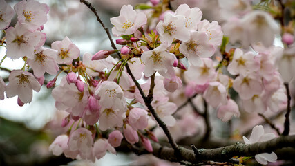 Cherry Blossoms (Sakura) beauty