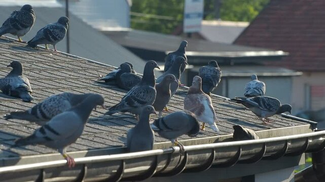 Feral pigeons (Columba livia domestica) on the roof, breeding pigeons ringed