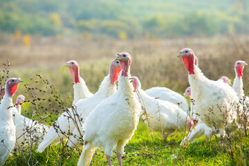 A group of white turkeys was walking around the farm.
