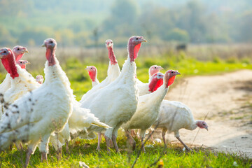 A group of white turkeys was walking around the farm.